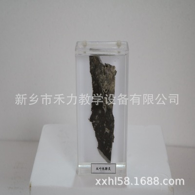 病理大體浸制標(biāo)本大葉性標(biāo)本 教學(xué)展示大體標(biāo)本 標(biāo)本生產(chǎn)廠家直銷