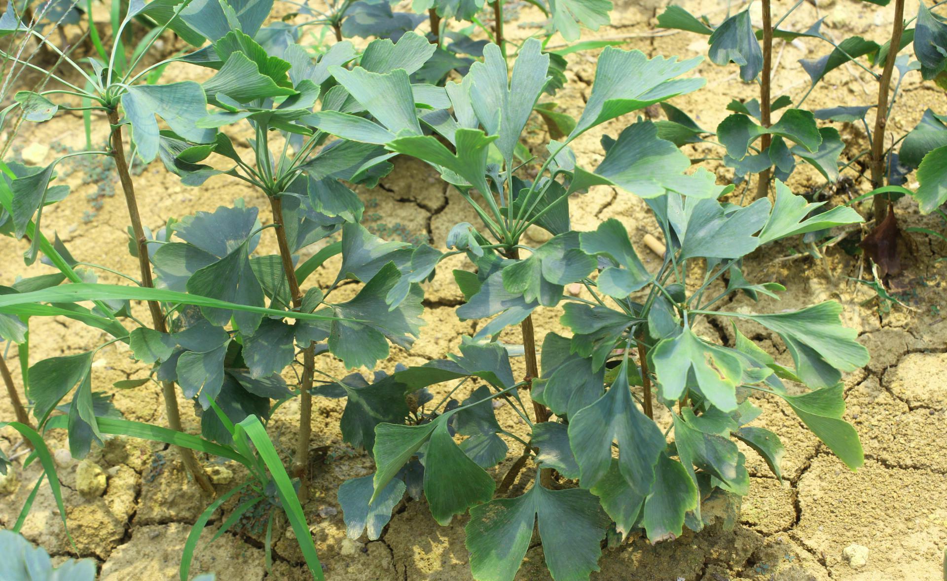 東北銀杏苗批發(fā)*東北銀杏小苗批發(fā)報價*東北銀杏苗生產(chǎn)基地 *北方銀杏苗批發(fā)*東北銀杏苗*銀杏小苗渠道