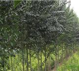 山東絲棉木種植基地直銷價格