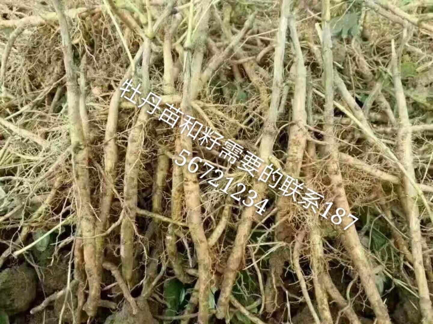 牡丹苗 牡丹苗價(jià)格