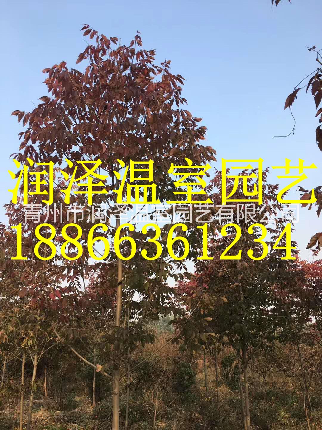 【北美秋紅楓樹(shù)苗--挪威槭黃金楓苗-彩葉豆梨秋火焰小苗-秋紅楓秋日夢(mèng)幻杯苗】   北美秋紅楓樹(shù)苗挪威槭黃金楓