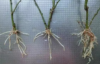 根多多高氮型大量元素水溶肥碧格