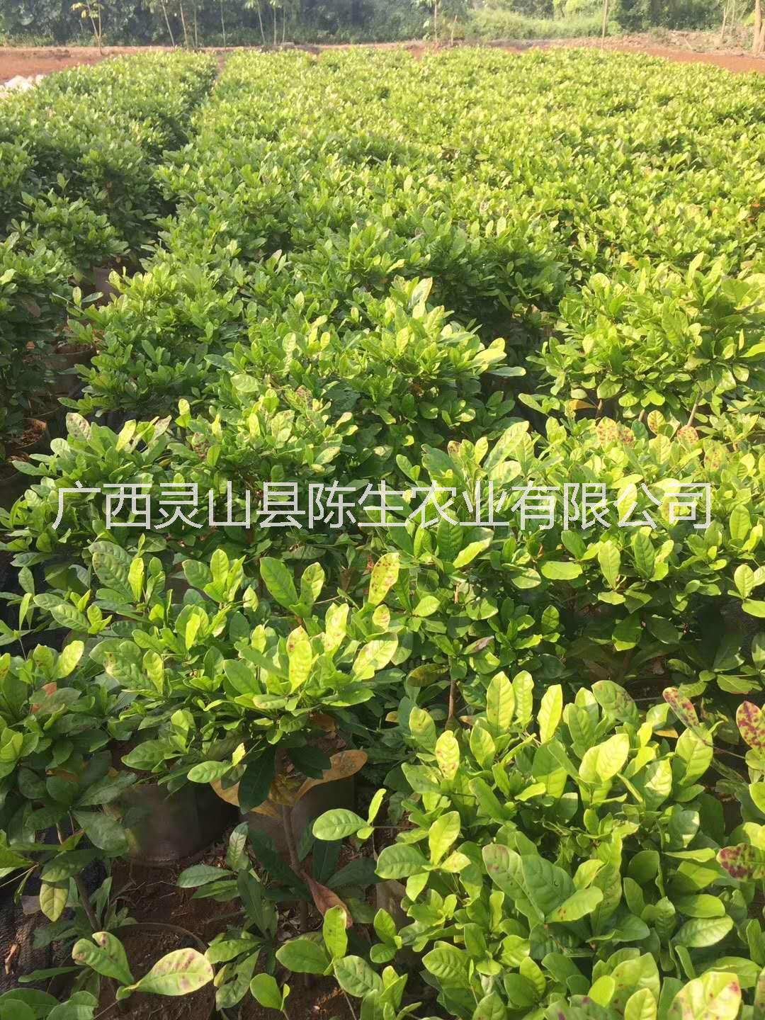 廣西神秘果苗批發(fā)  欽州神秘果苗供應(yīng)商  神秘果苗直銷 神秘果苗批發(fā)