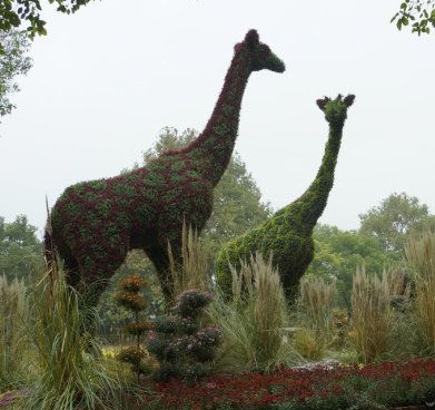 新園五色草立體造型-長頸鹿