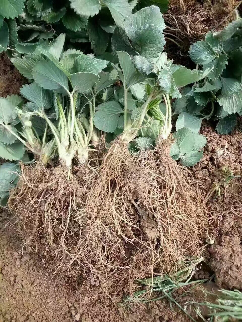 紅顏草莓苗技術(shù)