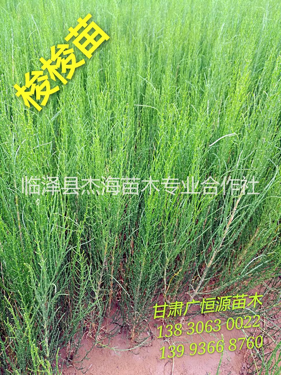 供應一年生梭梭苗|30公分以上梭梭價格