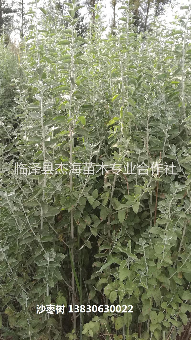 甘肅沙棗苗|2018年沙棗樹價格
