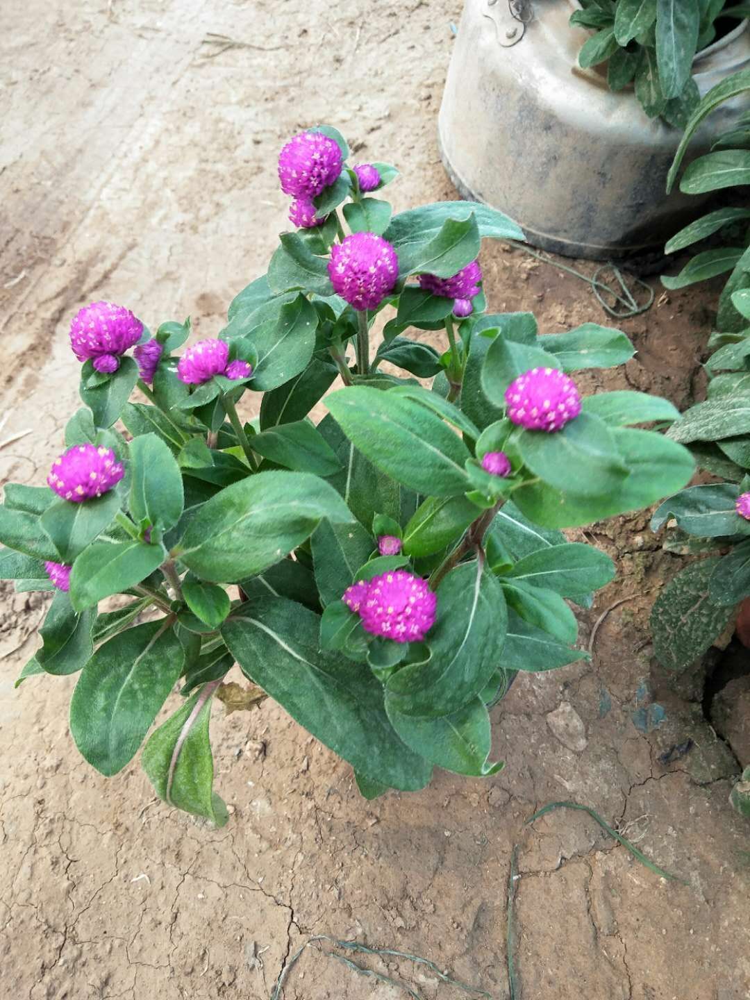 千日紅大量供應