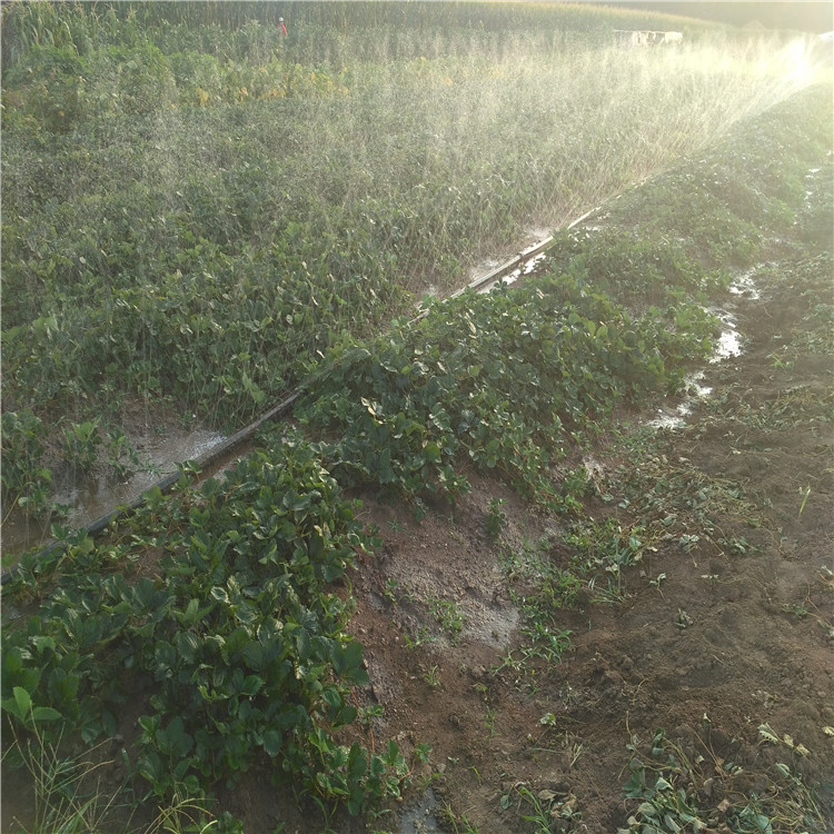 華辰園藝場草莓苗基地批發(fā) 魯旺草莓苗 圣誕紅奶油太空2008草莓苗價格 現(xiàn)挖現(xiàn)賣草莓苗