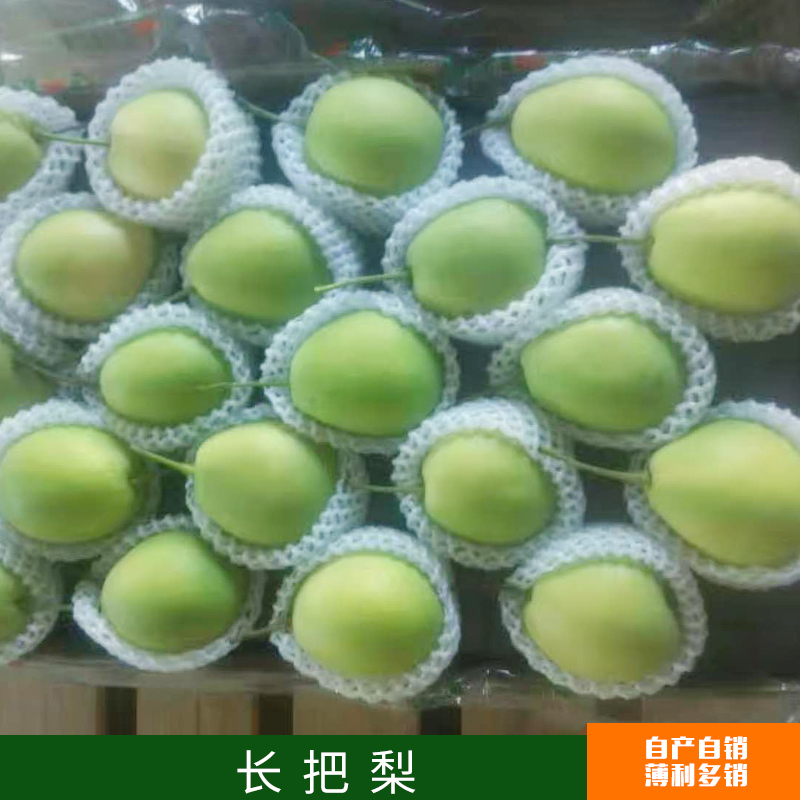 廠家直銷批發(fā)供應 長把梨 青梨 酸甜可口 美味香脆 量大從優(yōu) 冠縣供應長把梨 冠縣 長把梨