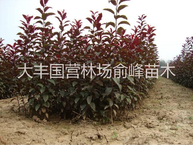 江蘇紅葉石楠小杯苗 紅葉石楠小杯苗批發(fā) 鹽城紅葉石楠小杯苗直銷 紅葉石楠小杯苗報(bào)價(jià) 紅葉石楠小杯苗苗 優(yōu)質(zhì)紅葉石楠小杯苗