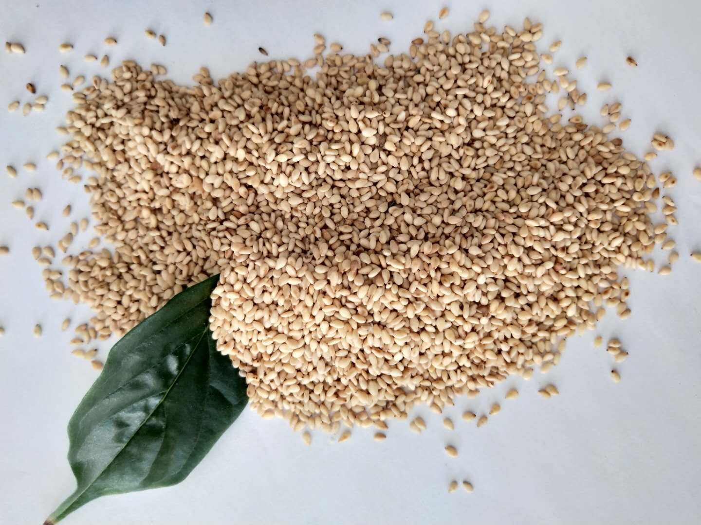 黑龍江芝麻批發(fā)- 優(yōu)質芝麻三英品牌芝麻批發(fā)供應 三英品牌芝麻批發(fā)供應優(yōu)質芝麻