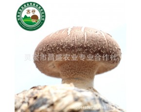 香菇菌棒批發(fā)基地直發(fā) 優(yōu)質(zhì)香菇菌棒批發(fā)價(jià)格實(shí)惠