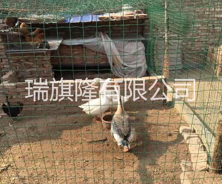 養(yǎng)雞場圍欄 農田果園防爬網 綠色浸塑電焊網卷 荷蘭網廠家現(xiàn)貨批發(fā)