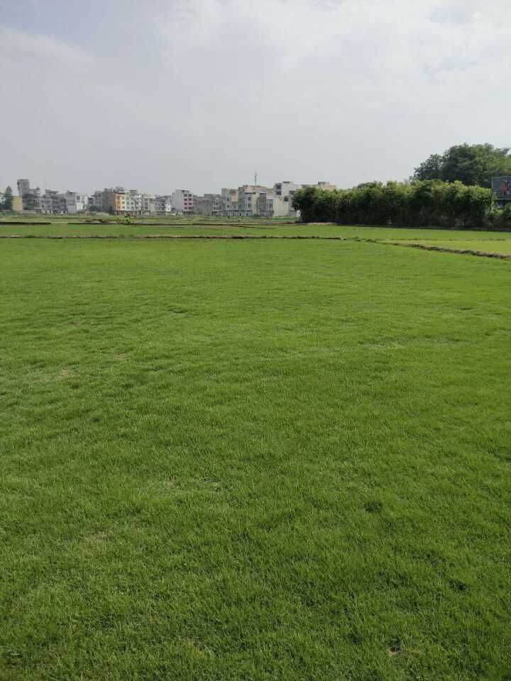 貴州大葉油草 大量供應(yīng)大葉油草和臺灣草 大葉油草圖片 大葉油草皮