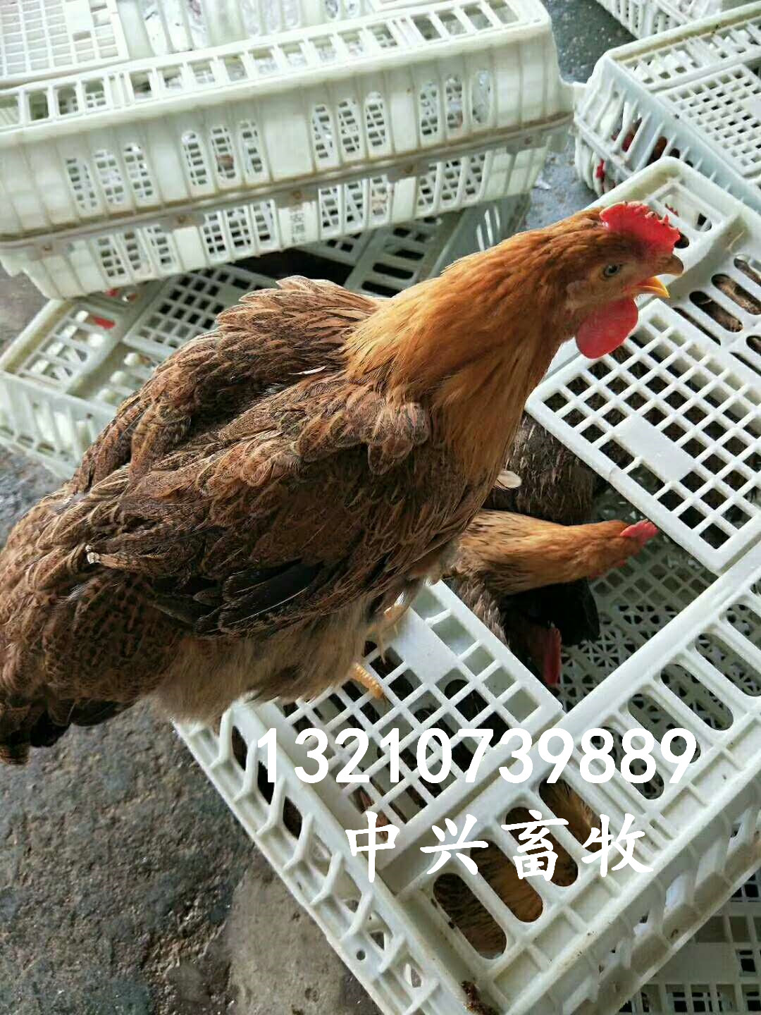 抗老化抗摔拉雞筐拉鴨筐廠家直銷