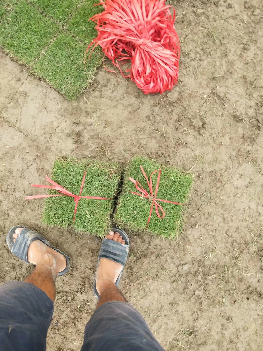 貴州馬尼拉草皮  馬尼拉草皮優(yōu)質(zhì)供應(yīng)商  馬尼拉草皮報價  馬尼拉草皮施工方案圖片
