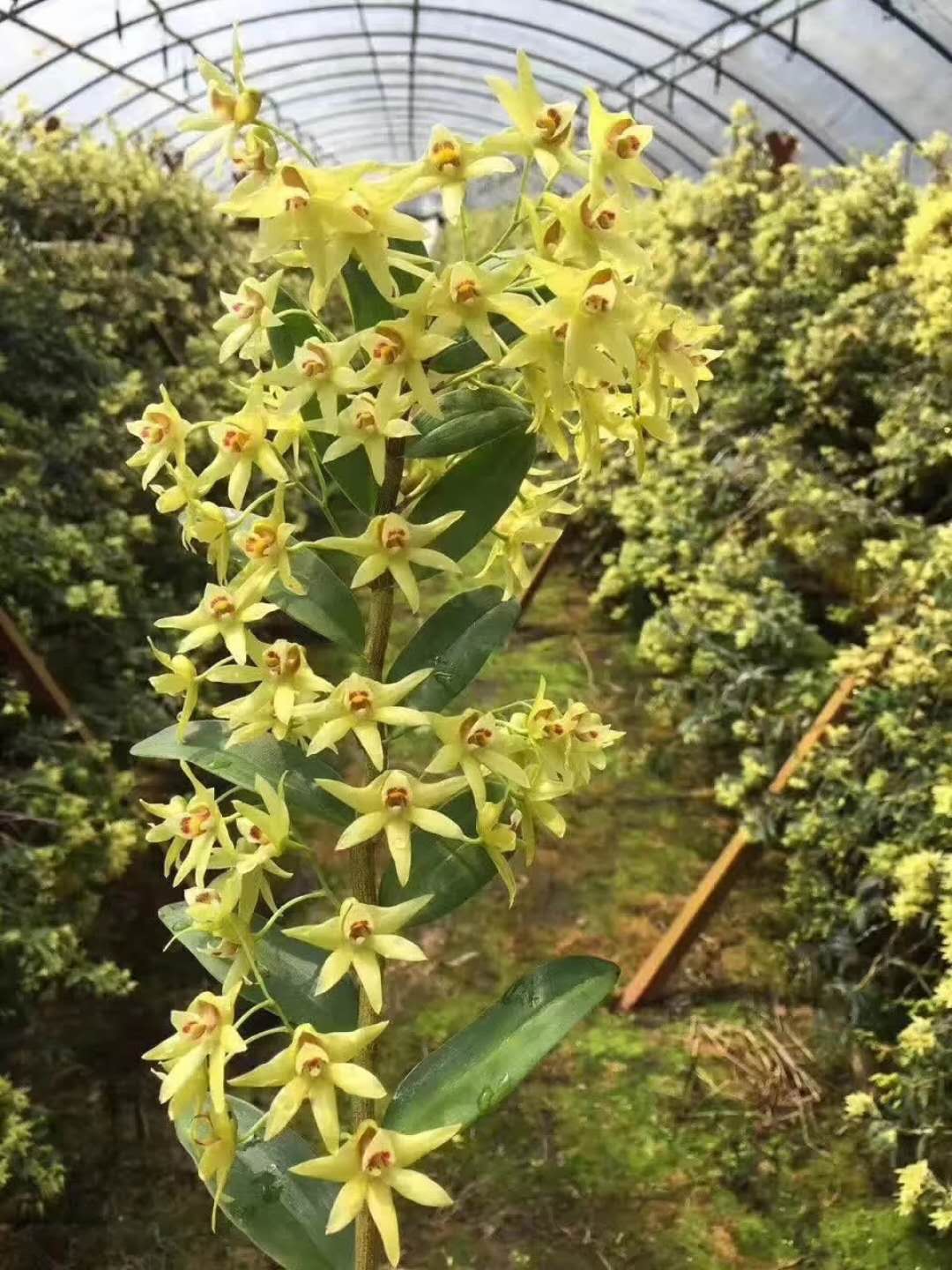 雁蕩山鐵皮石斛花原產(chǎn)地品質(zhì)保證香郁甘甜功效好