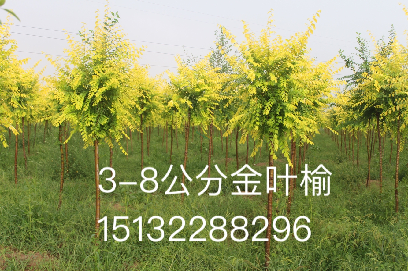供應(yīng)金葉榆木苗種植基地