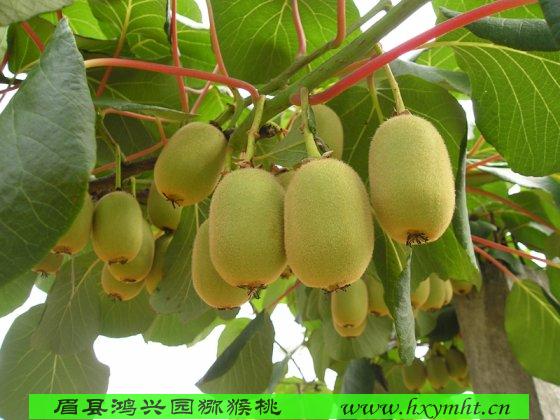 2018周至眉縣紅陽獼猴桃原產(chǎn)地國產(chǎn)報價多錢一斤  紅陽獼猴桃