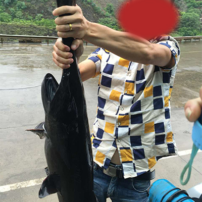 鴨嘴魚(yú)可以吃嗎