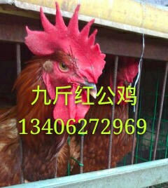 四川九斤紅雞苗/九斤紅公雞苗/紅玉雞苗/紅玉公雞苗