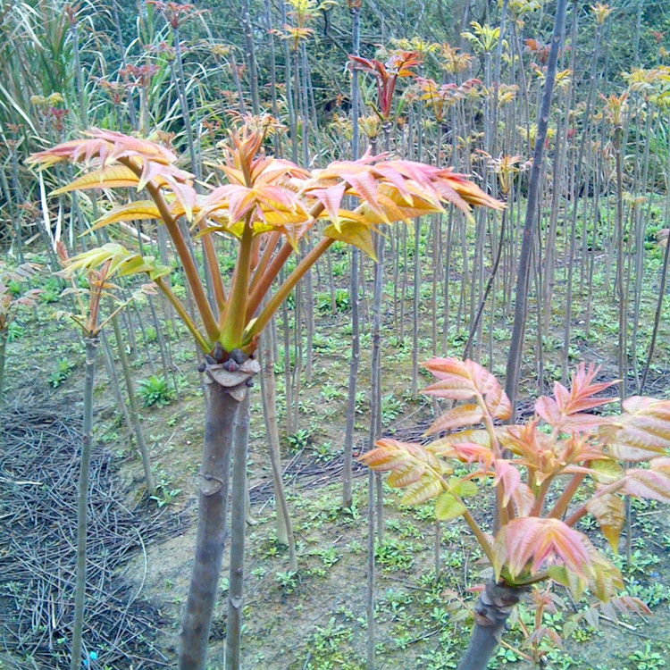 香椿苗價格 紅油香椿樹苗基地直銷 現(xiàn)挖現(xiàn)賣 大棚香椿苗貨源充足 紅油香椿樹苗怎么種