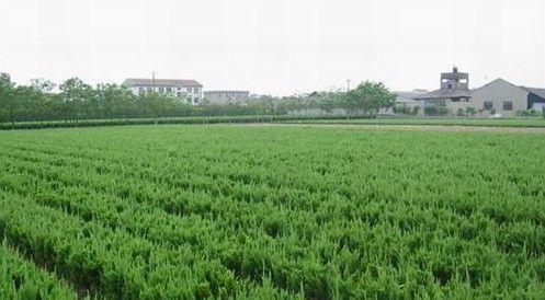 小區(qū)綠化苗木    油松做價(jià)格  油松做價(jià)格 油松基地 綠化苗木基地 綠化苗圃 綠化苗木 綠化苗木公司 小區(qū)綠化苗木
