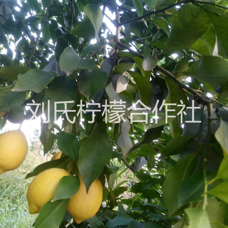 安岳檸檬 安岳尤力克檸檬
