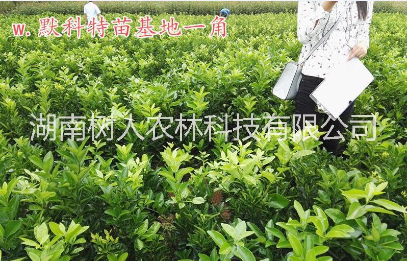 W·默科特晚熟柑桔雜柑柑橘苗樹人公司供應及各類柑桔品種苗管理技術(shù)指導