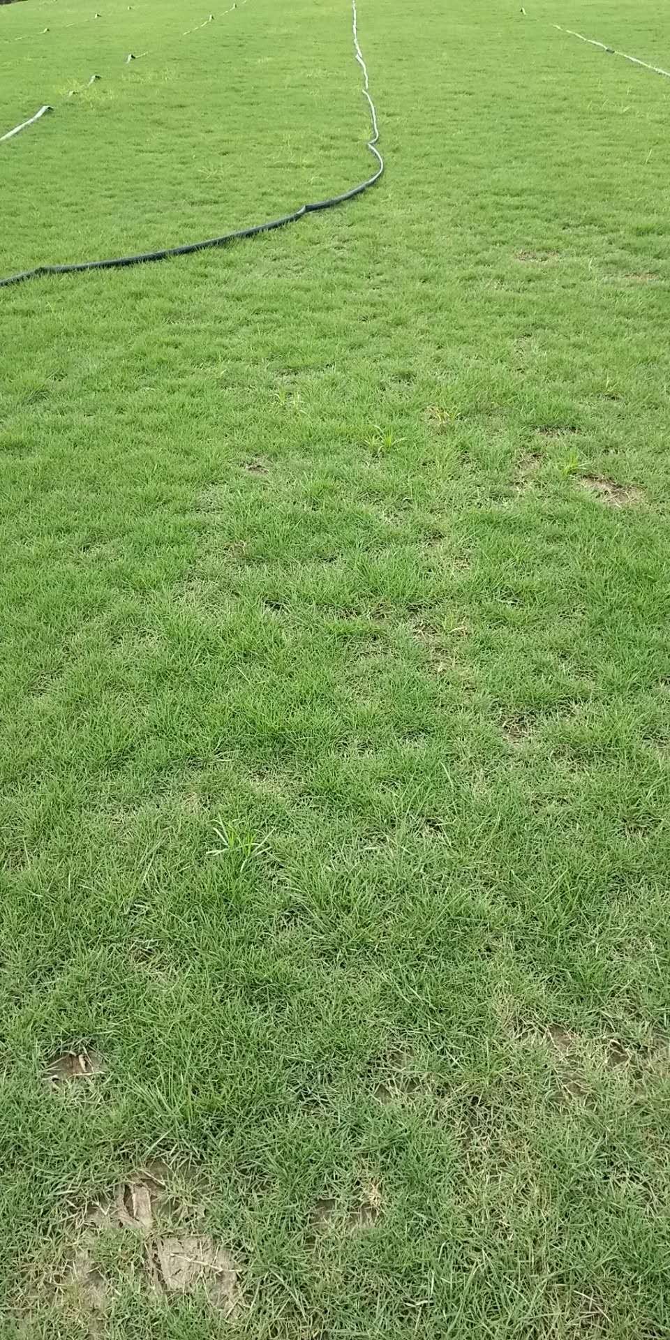 湖南草皮 湖南優(yōu)質(zhì)草皮 草皮價(jià)格 湖南草皮種植基地 優(yōu)質(zhì)草皮價(jià)格 臺(tái)灣草皮批發(fā)