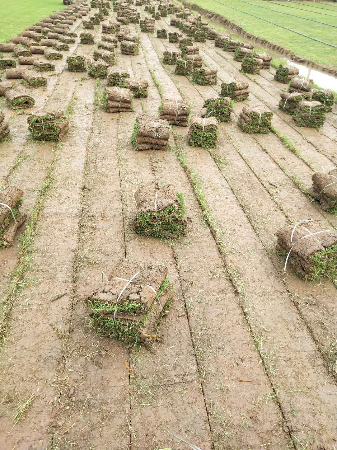 夏威夷草皮  中山夏威夷草皮 夏威夷草打理方法 優(yōu)質夏威夷草批發(fā)  夏威夷草皮價格