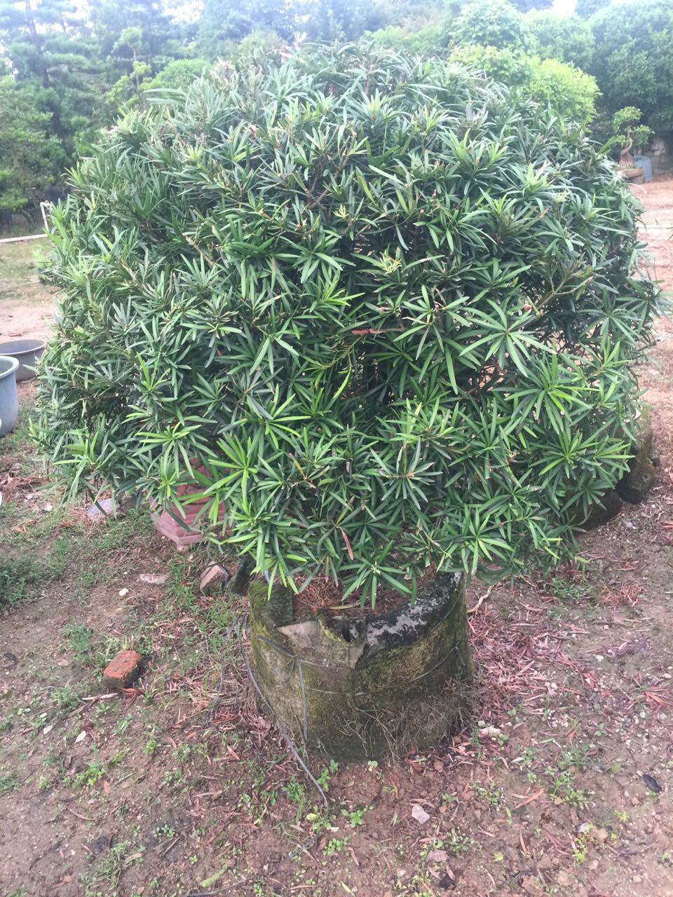 亭園設(shè)計(jì)，園林景觀。羅漢松