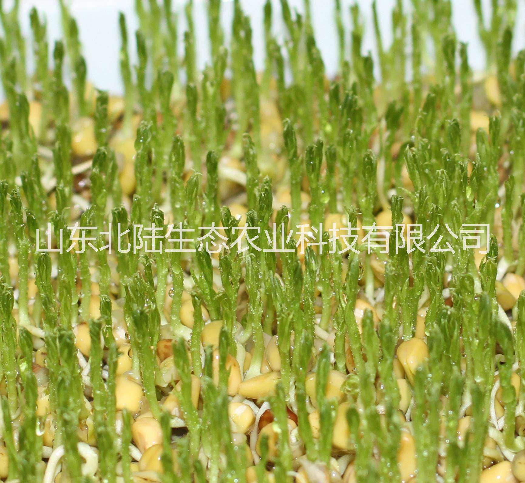 山東北陸-松柳苗種子