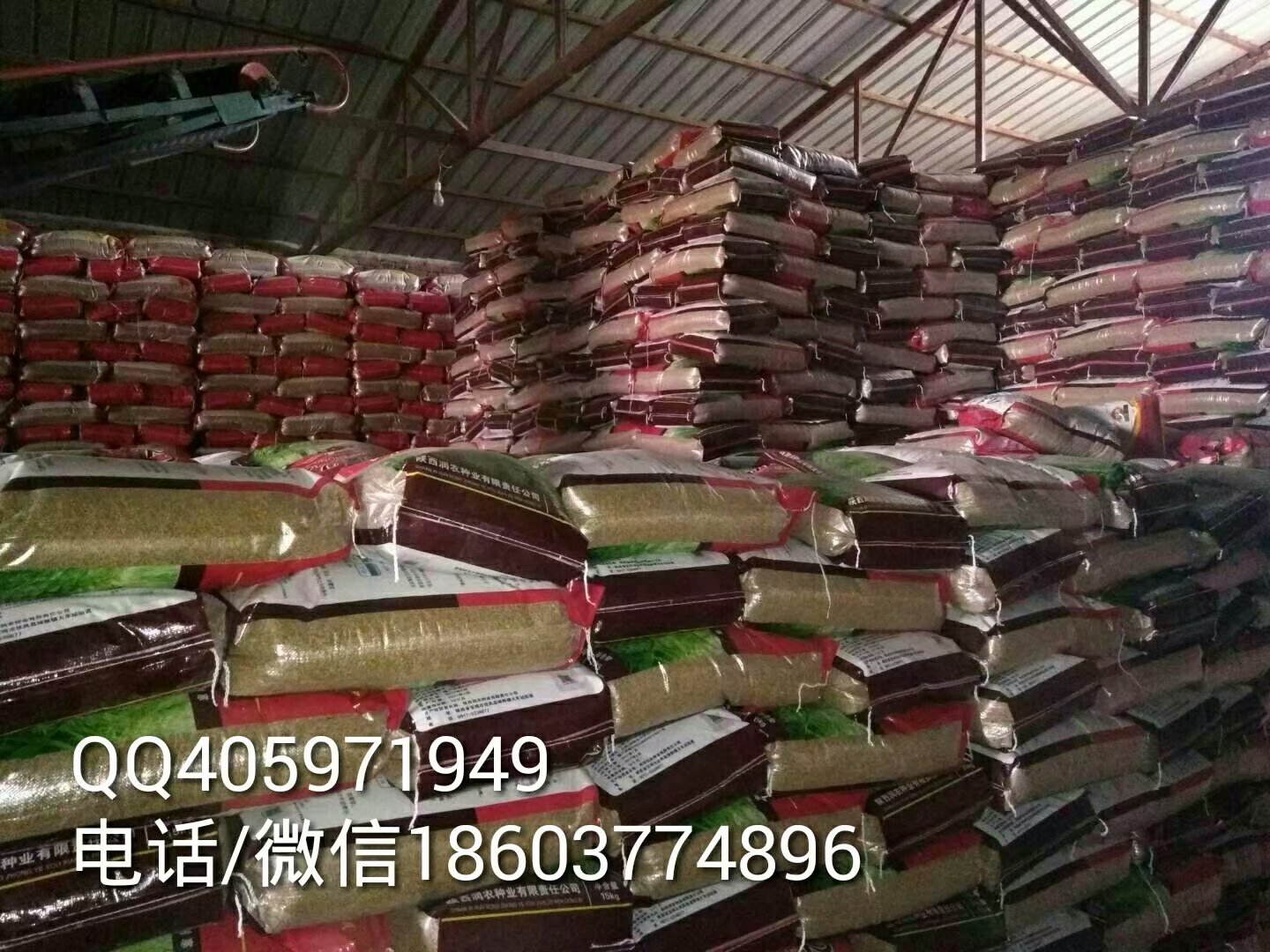 用于農業(yè)生產的強筋優(yōu)質高產抗病品種西農3517小麥種子