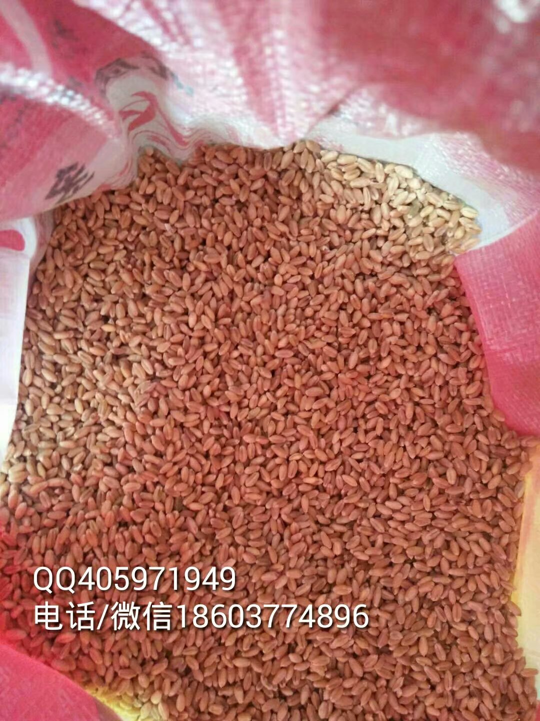 用于農業(yè)生產的強筋優(yōu)質高產抗病品種西農3517小麥種子