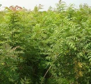 黃連木小苗價(jià)格