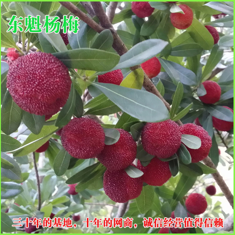東魁楊梅苗 仙居楊梅苗 嫁接果樹(shù)苗 早熟楊梅苗楊梅樹(shù)苗果苗 合作社基地批發(fā)優(yōu)質(zhì)果樹(shù)苗