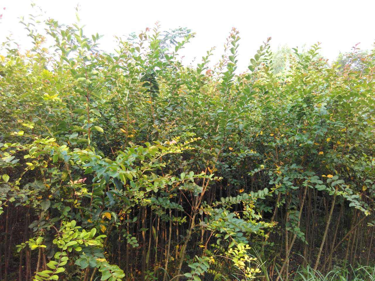 江蘇紫薇苗木基地，江蘇紫薇苗木價格，江蘇紫薇苗木批發(fā)價格