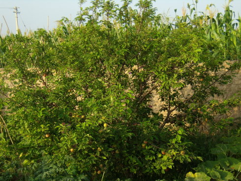 超巨王 青脆李翠紅梨果玩優(yōu)質(zhì)李子苗