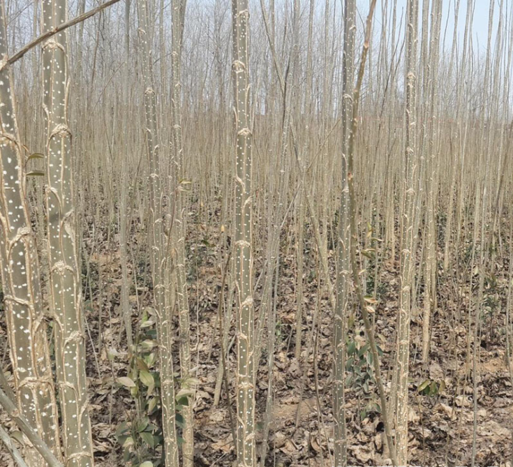 毛白楊苗 毛白楊批發(fā) 毛白楊價(jià)格 毛白楊供應(yīng)商 江蘇毛白楊 毛白楊基地 毛白楊報(bào)價(jià)