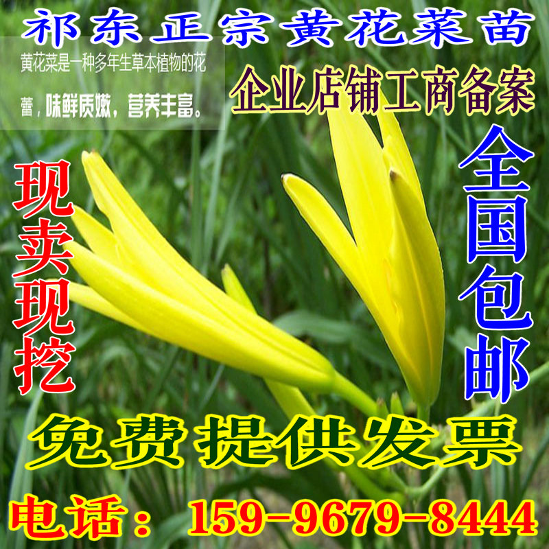 祁東黃花菜種苗*黃花菜根黃花菜