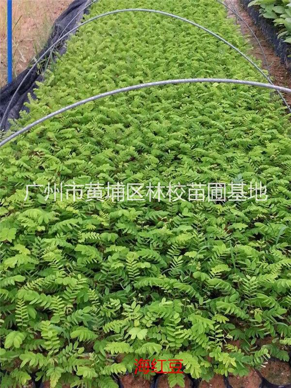 海紅豆 廣東海紅豆大量供應(yīng) 海紅豆廠家批發(fā) 海紅豆種子