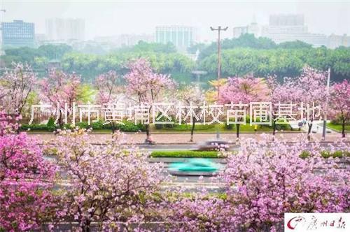 宮粉紫 宮粉紫廠家批發(fā)  廣東宮粉紫大量供應(yīng) 宮粉紫種子 宮粉紫花木