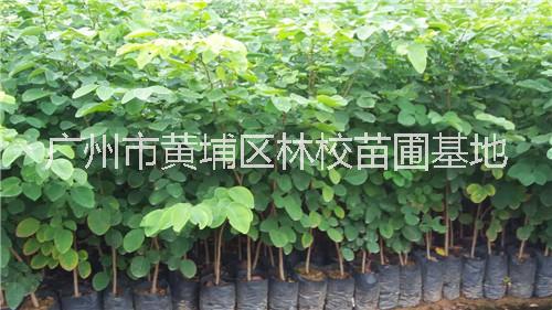 大紅酸枝 廣東大紅酸枝大量供應(yīng) 廣東大紅酸枝廠家批發(fā) 大紅酸枝樹(shù)苗