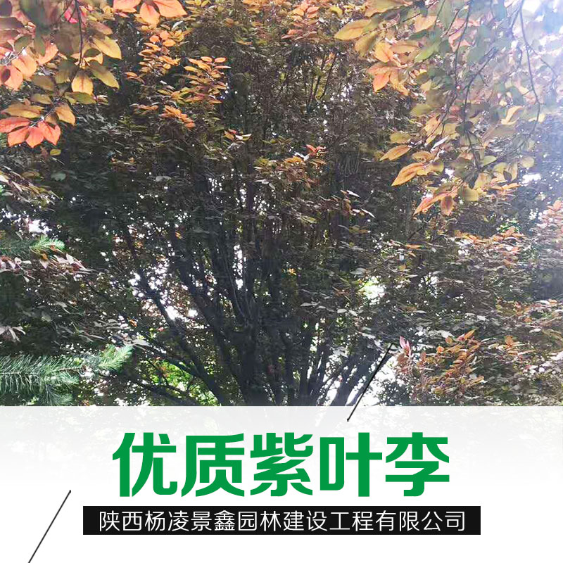 陜西優(yōu)質(zhì)紫葉李基地紅葉李批發(fā)成都新疆西藏紫葉李直銷貨源充足*惠
