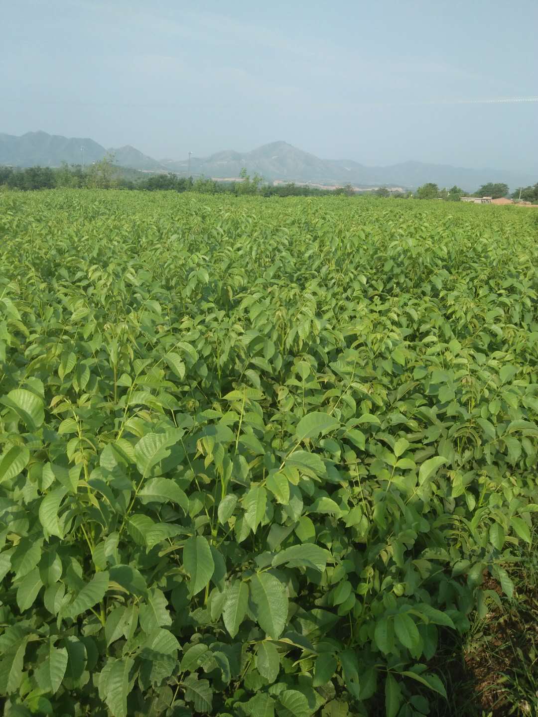 河北清香 核桃苗 核桃苗批發(fā) 河北清香核桃苗 核桃苗廠家 核桃苗批發(fā) 石家莊核桃苗 遼一核桃苗