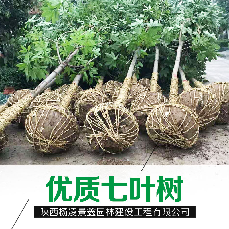 陜西七葉樹基地七葉樹批發(fā)哪家好|陜西楊凌景鑫園林建設工程有限公司18629024286