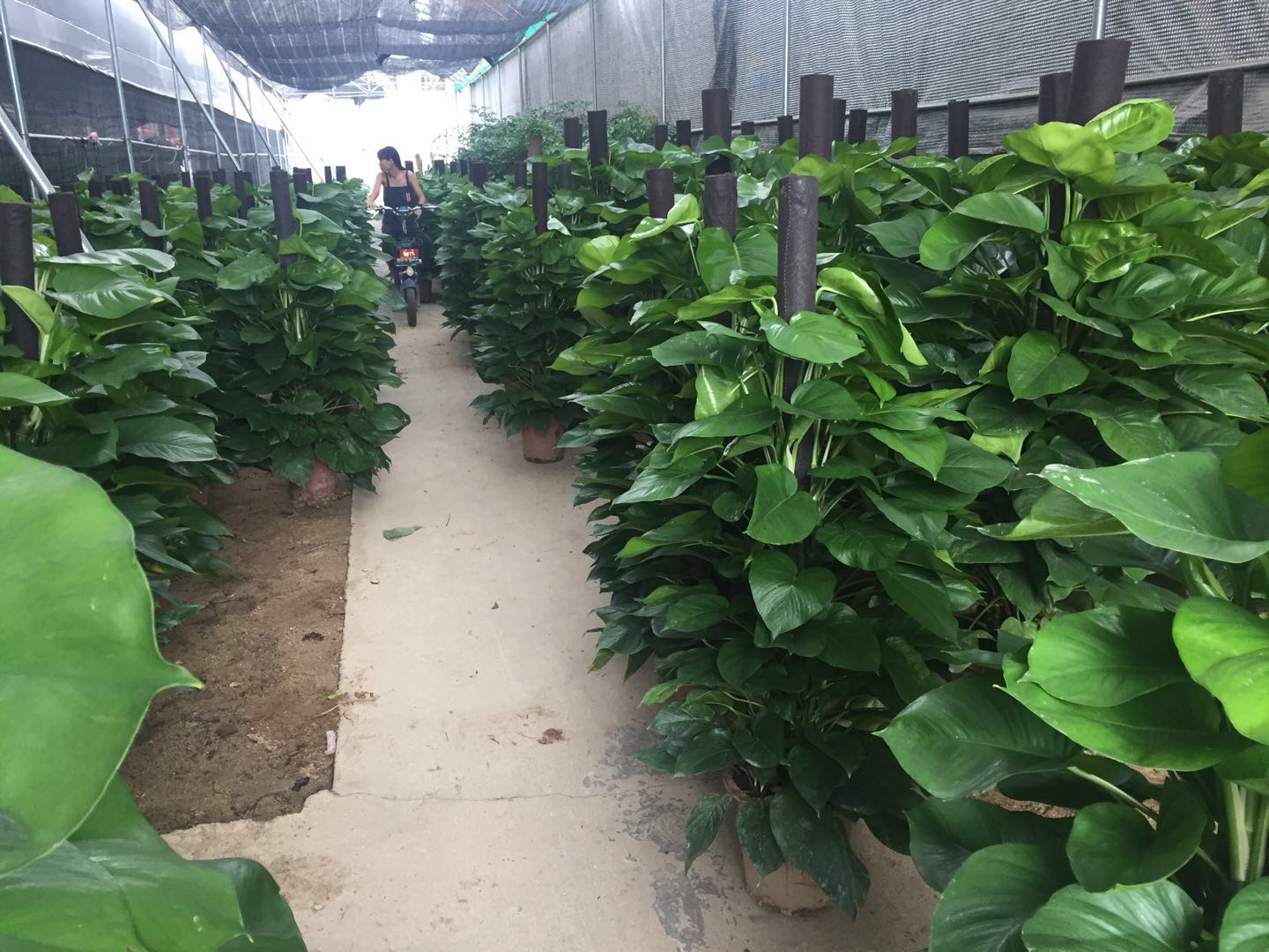 廣州綠植批發(fā) 廣州綠植批發(fā)價格 廣州白云區(qū)綠植供應(yīng)商 廣州綠植盆栽基地