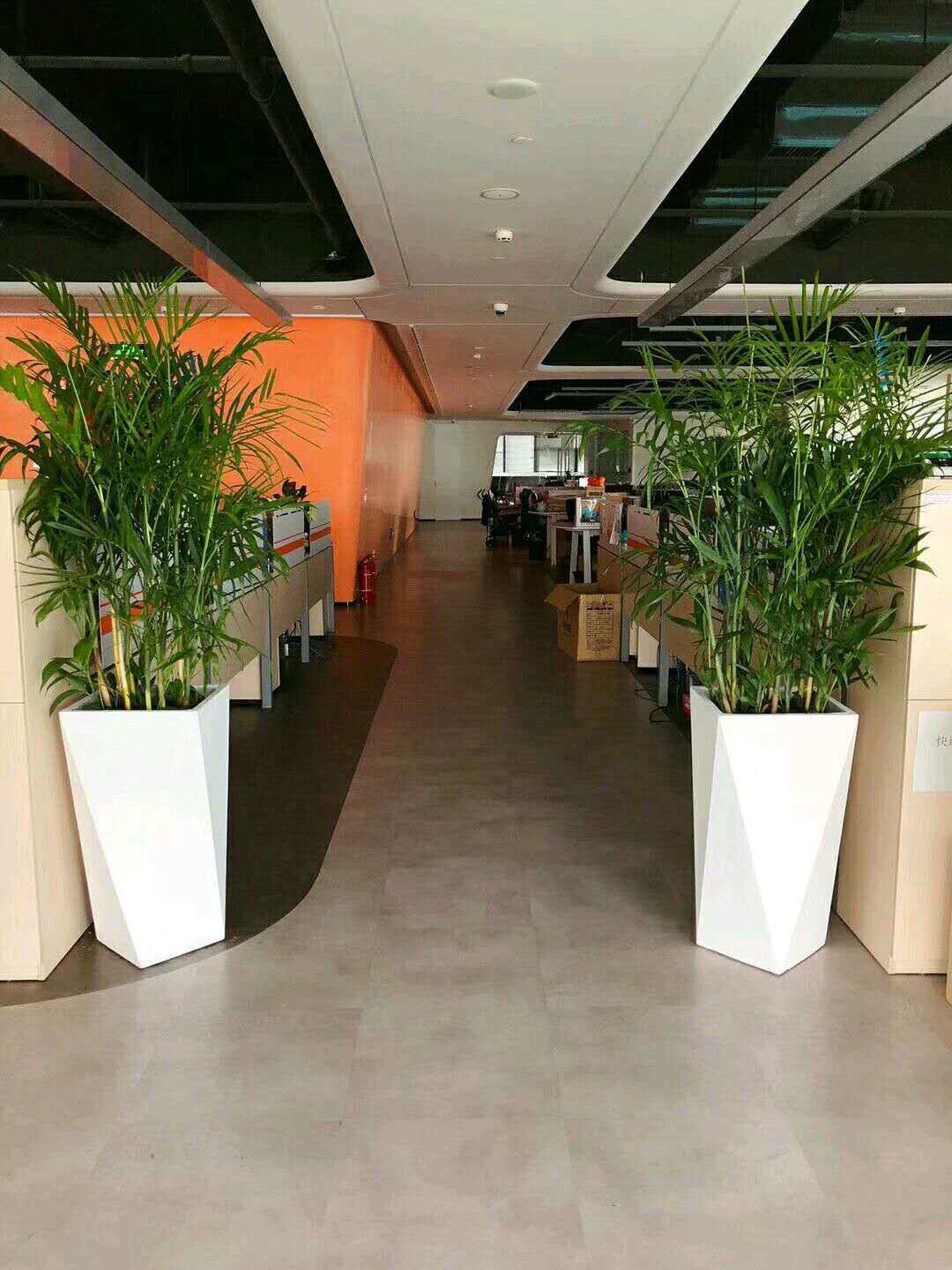 花草出售 廣州花草出售 廣州花草批發(fā)出售 廣州花草批發(fā)出售供應商